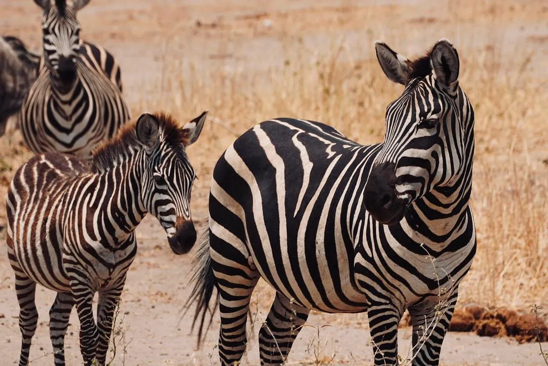 7 Days Wildebeest Migration Group Safari - Tanzania Safari Magic